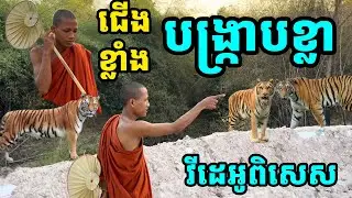 ប្រវត្តិព្រះសង្ឃធុតង្គជំនាន់មុន, តម្រាក្បាច់គុន, ព្រះធម្មវនវាសី ចន្ទមុនីបង្ហាញត្រពាំងខ្លាត្រាំ