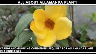 All about Allamanda plant! Caring and growing conditions required for Allamanda plant in a container