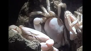 ユノハナガニ　Yunohanagani　新江ノ島水族館 Enosima　Aquarium