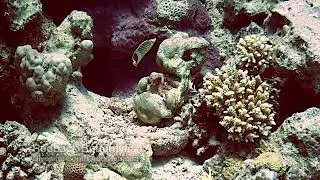 Redback Butterflyfish