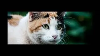 Why Cats Dig: The Surprising Secret to Their Paw-Warming Skills