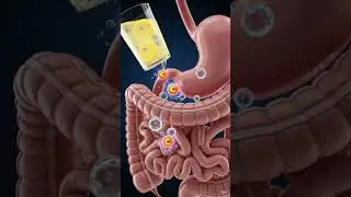 What Happens Inside Your Body When You Drink Lemonade? | 3D Medical Animation#3dmedical