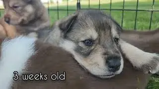 Gerberian Shepsky Puppies: Watch Them Grow from Day One to Week Seven