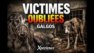 GALGOS : Les victimes oubli&eacute;es de la Chasse Espanole