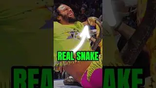 Jake the snake 😳Unleashes a Cobra on Randy Savage WWE&rsquo;s Most Shocking Moment. #shorts #viralvideo