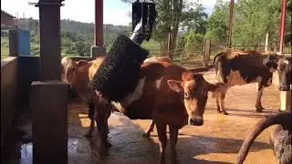 Futurecow Compact Cow Brush