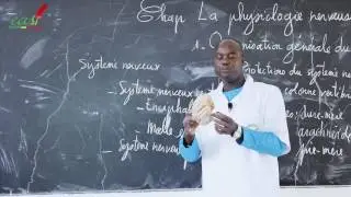 Cours - Terminale - SVT : La physiologie nerveuse