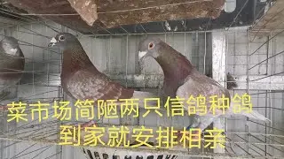 菜市场门口简陋两只打比赛的信鸽，翅膀被剪得走路都费劲