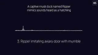 A captive musk duck named Ripper mimics sounds heard as a hatchling