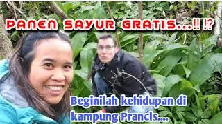 PANEN BAWANG PUTIH LIAR DI PRANCIS !! WILD GARLIC DAN DAUN BAWANG BATAK TUMBUH SUBUR