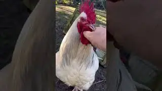 #курица #курысвободноговыгула #маленькоеранчо #яйцасвободноговыгула