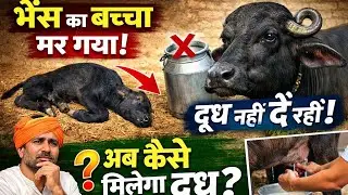 भैंस का बच्चा मर गया 😢 अब दूध क्यों नहीं दे रही? जानिए पूरा इलाज || भैंस देंगी पूरा दूध 100% 