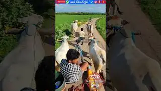 Untitled video