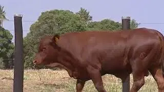 Touro Deod&aacute;polis da JAJ FIV