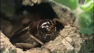 Cricket (Insect) Sound At Night | Jhingur Ki Awaz | Colours Of Nature