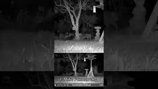 Fox Vs Cat GardePro A3 Trail Camera #shorts
