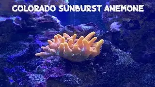 Red Sea Reefer 250 | Colorado Sunburst Anemone | WOW | $20 Raffle Win