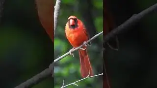 This is What a Beautiful Male Cardinal Sounds Like