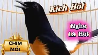 Chòe lửa hót|chòe lửa luyện giọng, kích bổi hót đấu căng lửa