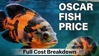 Сколько стоит рыба Оскар | Цена на рыбу Оскар | Стоимость рыбы Оскар в Индии.