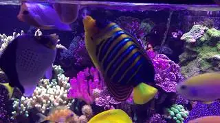 Hand feeding Chaetodon larvatus and C. tinkeri