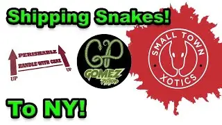 Shipping our first Reptile | How to ship a snake