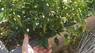 Grow Peppers As Perennials In Central Florida🌶