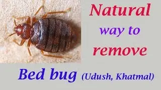 Natural way to remove bed bugs : Get rid of Udush
