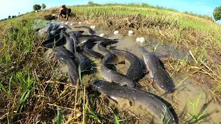 Amazing fishing  ! Catch a lot of fish and collect duck eggs in the rice fields.