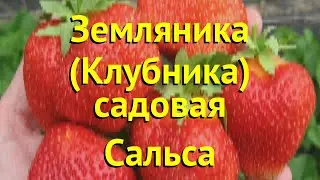 Земляника садовая Сальса. Краткий обзор, описание характеристик fragaria ananassa Сальса