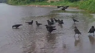 Sri Lanka,ශ්&zwj;රී ලංකා,Ceylon,Crows,Nilwala River,Matara Fort Beach