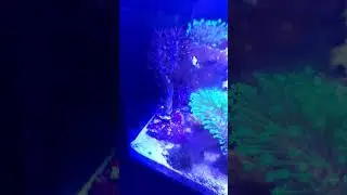 Micro Reef 1 day after adding corals