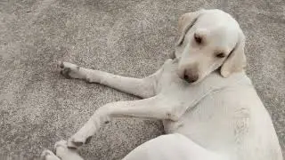 Labrador dog ki purity kse check✔ kare hindi#viral
