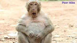 Sweetpea Is A King Monkey Of Bayon Temple , Cambodia