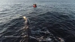 Sperm whale approaches our boat - Potvis zwemt naar onze boot