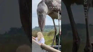 Ancient Shoebill Birds Land on Tourists' Boats