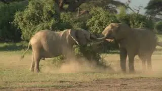 The most incredible animal feats of strength