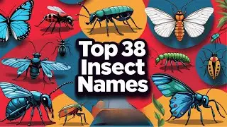 Insect Names in Hindi | Common Insect Names in English | Insect Names with Pictures| Beetles|Bugs