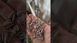 #Sunflower #seed cleaning machine is working in #Bulgaria