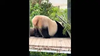 The panda sticks out its round, plump buttocks, looking a bit sexy and alluring! #panda #cute