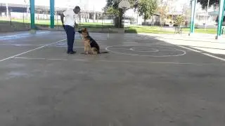Titan progressive dog training tx