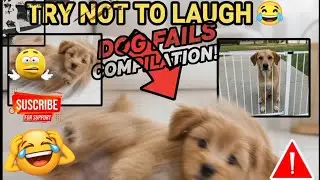 ЛУЧШИЕ СОБАЧЬИ НЕУДАЧИ ГОДА! 🐶💀 (Постарайтесь не засмеяться)
