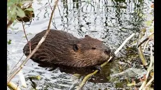 Beavers - The Engineers of the Forest  (Nat Geo)