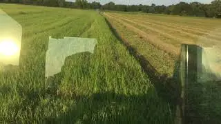 Stubble Red Clover Pt 1