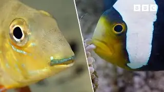 Scales and Fins | Aquatic Adventures | Andy's Amazing Adventures