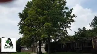 Allen's Tree Service Inc.-St. Charles County Missouri-Knowledge by Kevin #5- Call 636-332-5535