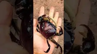 Small crab to biggest crab 🦀 on my hand 🫴#shorts #crab #bigcrab #shortvideo