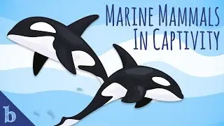 Marine Mammals in Captivity | Ocean Talks With Tash