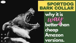 SportDog Bark Collar // Why It's Worth $100