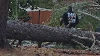 Fallen Pine Tree - City Cutting Large fallen Pine Tree cross on 314 Duke Ave Nov 15, 2025